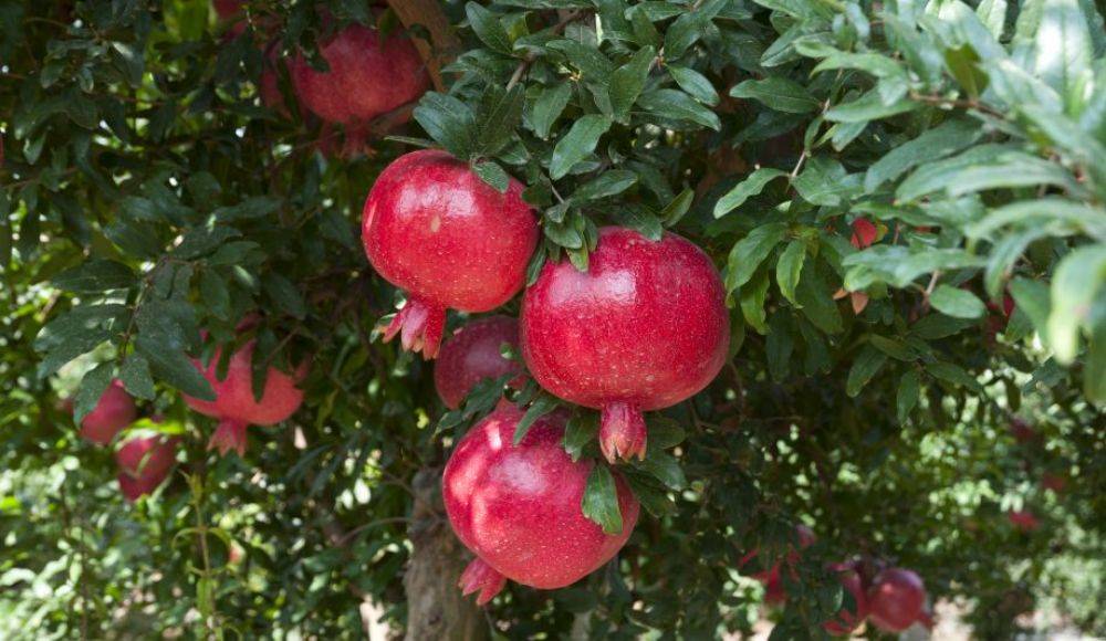 agrosprint_pomegranate_oldalkep.jpg