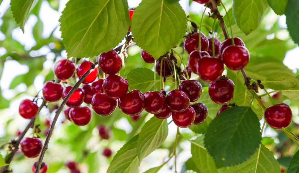 agrosprint_sour_cherry_oldalkep.jpg