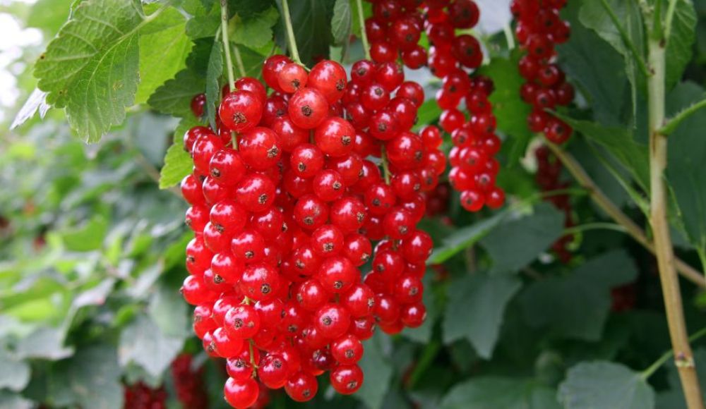 agrosprint_red_currant_oldalkep.jpg