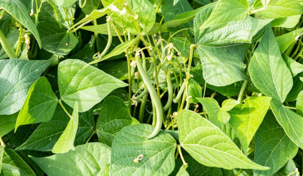 green_beans_青刀豆.jpg